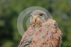 Birds of Prey - Common Kestrel - Falco Tinnunculus