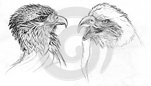 Birds of Prey drawing