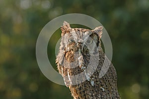 Birds of Prey - Eurasian Scops Owl - Otus Coliba