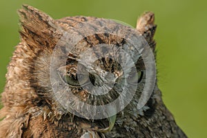 Birds of Prey - Eurasian Scops Owl - Otus Coliba