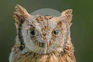 Birds of Prey - Eurasian Scops Owl - Otus Coliba