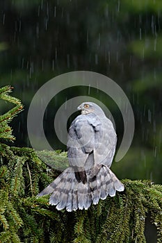 Birds of prey Eurasian sparrowhawk, Accipiter nisus, sitting on spruce tree during heavy rain in the forest