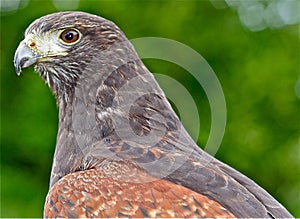 Birds of Prey. Harris Hawk