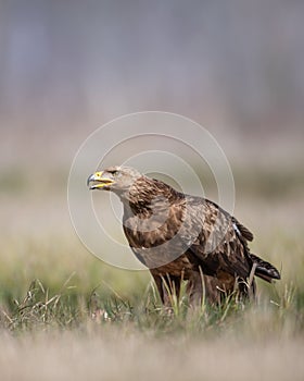 Birds of prey - Lesser Spotted Eagle Aquila pomarin