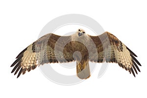 Birds of prey - Long legged buzzard, Buteo rufinus, in flight. Isolated on white