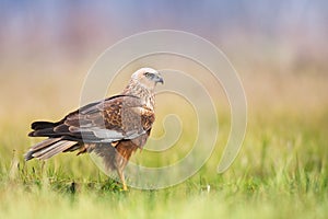 Birds of prey - Marsh Harrier Circus aeruginosus hunting time bird landing spring time