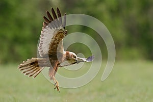 Birds of prey - Marsh Harrier Circus aeruginosus hunting time bird landing spring time