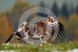 Birds of prey on the meadow with autumn forest in the background. Steppe Eagle, Aquila nipalensis, sitting in the grass on