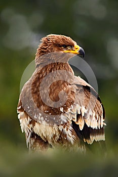 Birds of prey on the meadow with autumn forest in the background. Steppe Eagle, Aquila nipalensis, sitting in the grass on