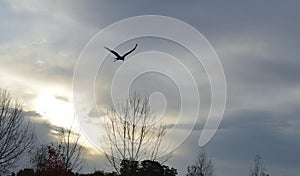 Birds of prey in a natural park