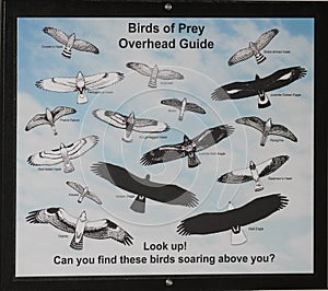Birds of Prey Overhead Guide