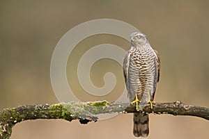 Birds of prey Sparrowhawk Accipiter nisus, hunting time bird sitting on the branch