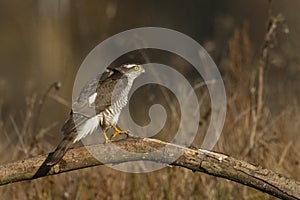 Birds of prey Sparrowhawk Accipiter nisus, hunting time bird sitting on the branch, Poland Europe