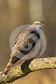 Birds of prey Sparrowhawk Accipiter nisus, hunting time bird sitting on the branch, Poland Europe