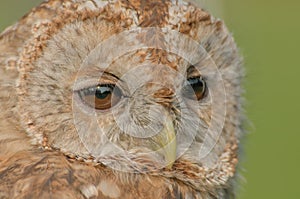 Birds of Prey - Tawny Owl - Strix Aluco