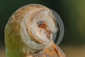 Birds of Prey - Western Barn Owl - Tyto Alba