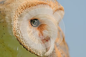 Birds of Prey - Western Barn Owl - Tyto Alba