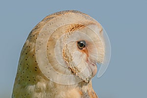 Birds of Prey - Western Barn Owl - Tyto Alba