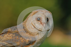 Birds of Prey - Western Barn Owl - Tyto Alba