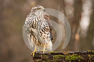 Dravce - Mladý jastrab severský Accipiter gentilis. Scenéria divokej zveri.