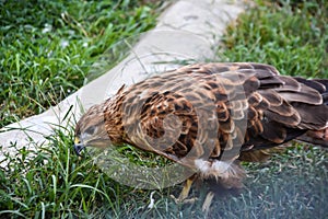 Birds of prey. In the zoo