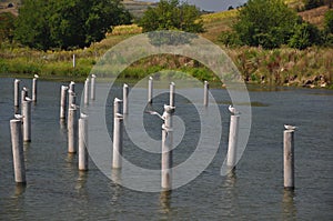 Birds on pylons