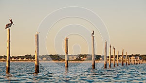 Birds on Pylons photo