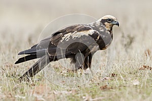 Birds Raptors. Female Aguilucho lagunero Circus aeruginosus, perched on the ground. Lion. Spain