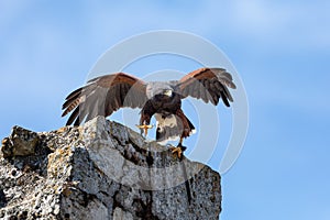 Birds and raptors show in provins, France