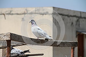 Birds ready to Fly in air