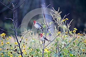 Birds (red-crested cardinal) on the branch and yellow flowers