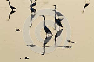 Birds reflected on water. Brazilian wildlife