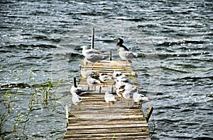 Birds rest on a small jetty at Lake Fleesensee in Germany