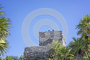 Birds resting on acient Mayan building of Tulum Ruins Mexico with tropical plants in foreground and space for text or copy space