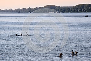 Birds are resting in Dunav River, Belgrade, Serbia