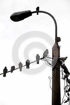 Birds resting on electric cable
