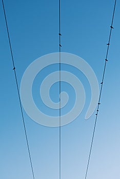 Birds resting on electriciy cables