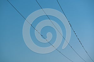 Birds resting on electriciy cables