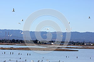 Birds resting and in flight in Ravenswood Ponds, south of the Dumbarton Bridge and adjacent to San Francisco Bay, Menlo Park