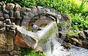 Birds resting near water