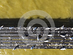 Birds resting on a pier