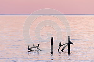 Birds resting on poles in the water during sunset at the sea