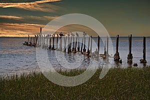 Birds Resting on Pylons on Saint Marks River