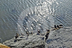 Birds resting on the rocks