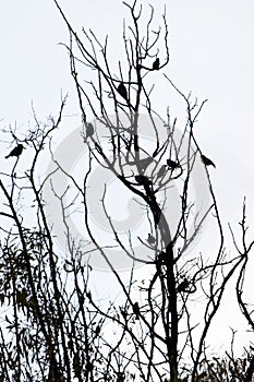 Birds resting on tree branches