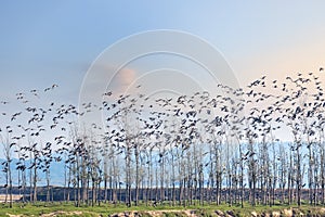 The birds return to the woods at sunset