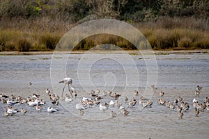 Birds in Ria Formosa