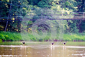 Birds in river