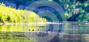 Birds in river