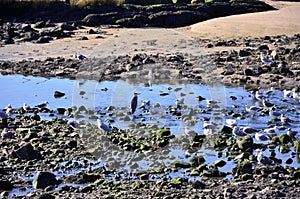 Birds in the riverbanks of Douro at sunset